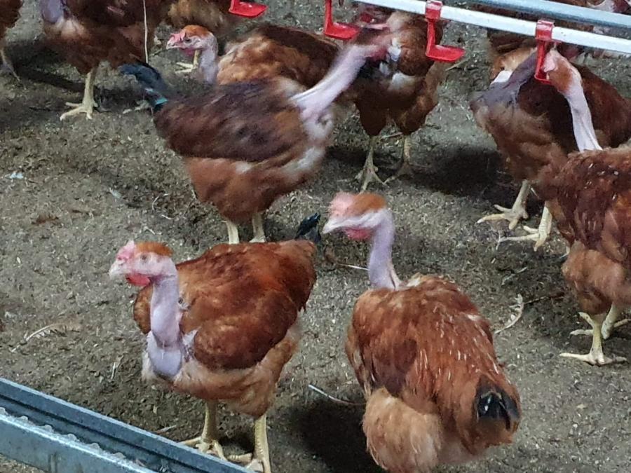 Как выращивают бройлерных кур на птицефабрике?